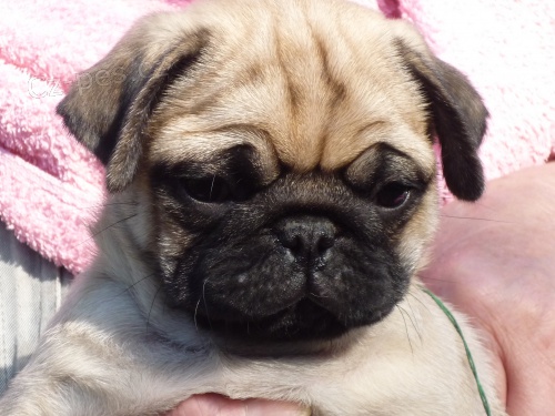 Mops - b�ov� �t���tko s PP