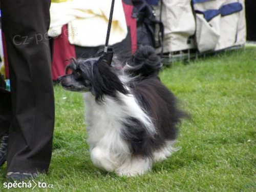 ��nsk� chocholat� pes - kryt�