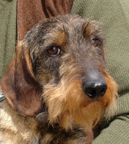 Jezev��k drsnosrst� standardn� -  �t��ata s PP