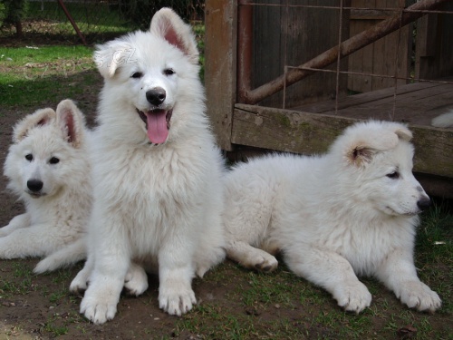 B�l� ov��k - super �t�nda