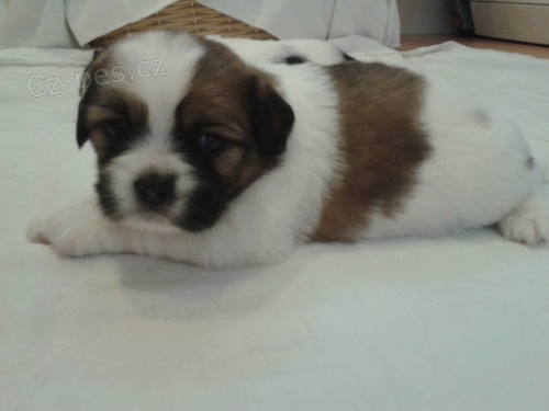 Tibetsk� �pan�l bez PP