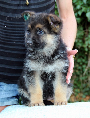 N�meck� ov��k - �t��ata s PP (REX)