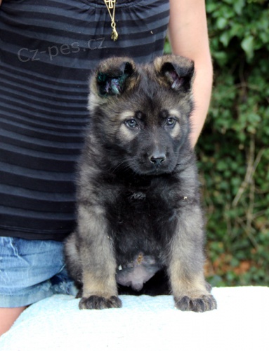 N�meck� ov��k - �t��ata s PP