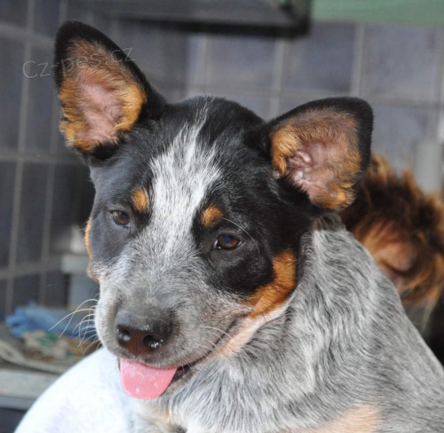 Australsk� hon�ck� pes