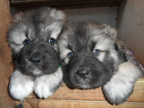 �arplaninsk� pasteveck� pes � �t�n� s PP