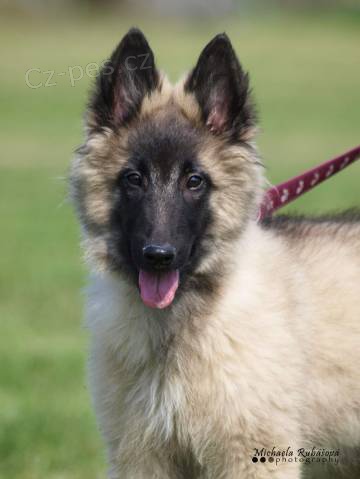 Belgick� ov��k tervueren