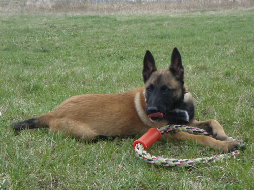 Belgick� ov��k malinois