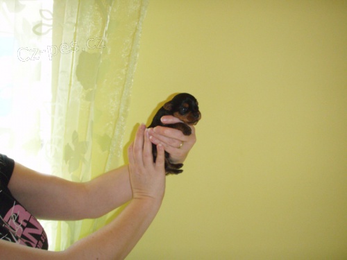 Jork��rsk� teri�r