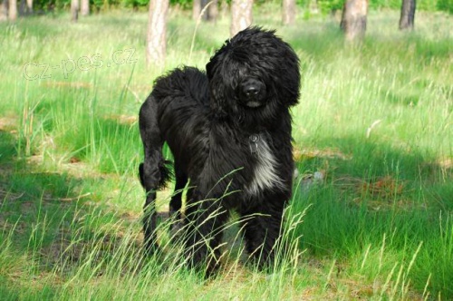 �t���tka PORTUGALSK� VODN� PES