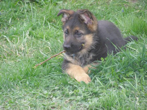 Prod�m �t��ata NO s PP