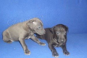 Italsk� chrt�k - �t��ata s pp