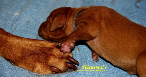 �t���tka Ma�arsk�ho oha�e s PP