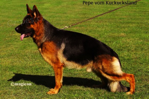 N�meck� ov��k �t��ata s PP