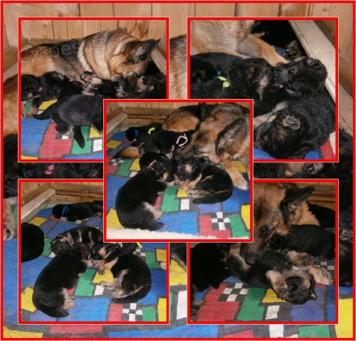 N�meck� ov��k �t��ata s PP