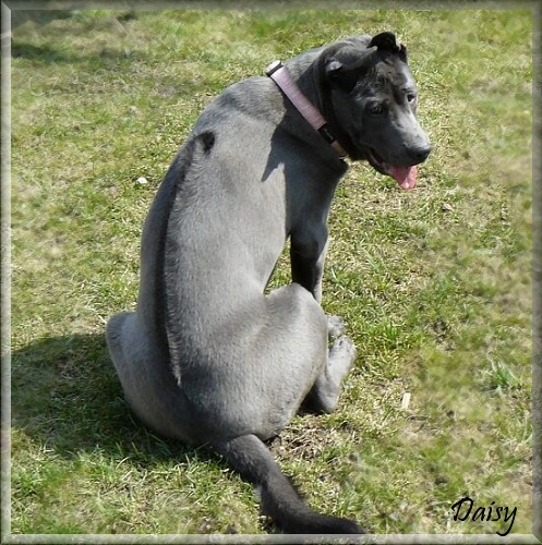 Thajsk� Ridgeback kr�sn� modr� hol�i�ka s PP