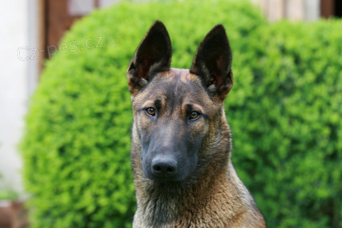 Belgick� ov��k Malinois 