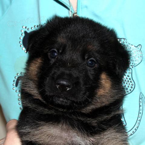 N�meck� ov��k s PP