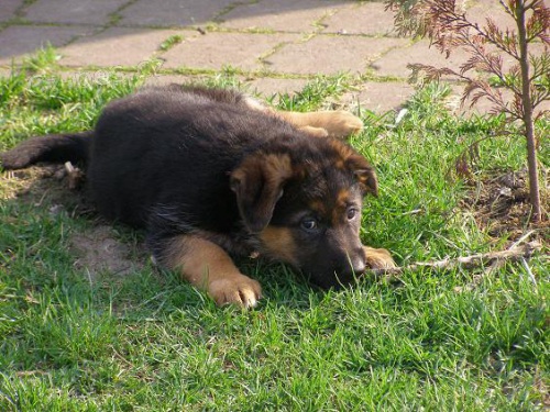 Prod�m �t��ata NO s PP-pejsky