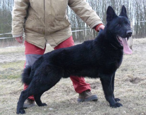 N�mecky ov��k pes