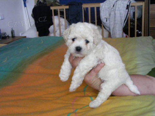 Bi�onek frise - pejsek