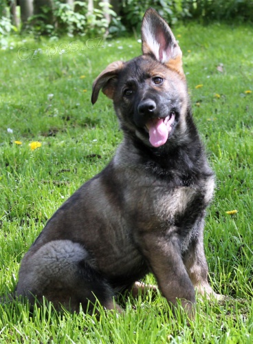 N�meck� ov��k - fenka s PP