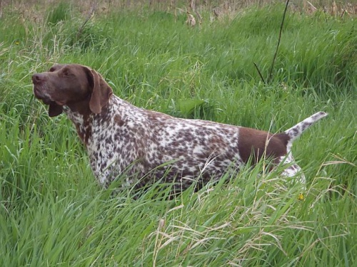 Pred�m �teniatka NKS