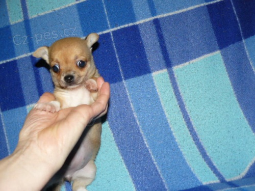 �ivava bez pp, b�ov� s b�lou ps�k a fenka 