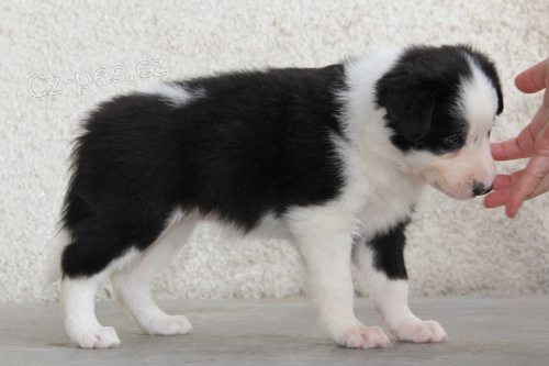 Fenka a pejsci border kolie / collie na pr�ci a sport, zahrani�n� kryt�