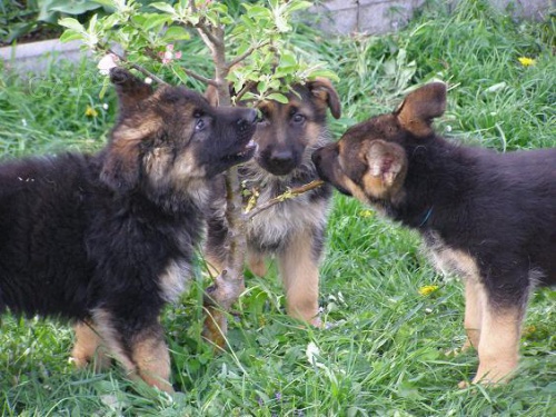 Prod�m �t��ata NO s PP-pejsky