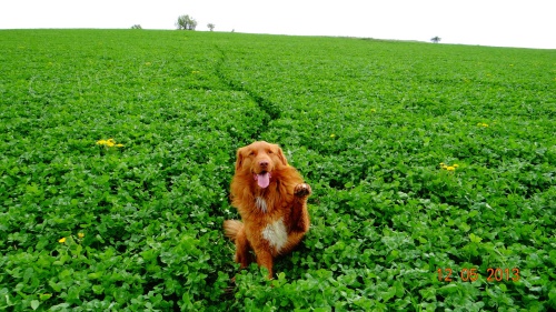 Nab�z�m n�dhern�ho pejska ke kryt�