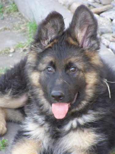 Prod�m �t�n� NO s PP-pejska