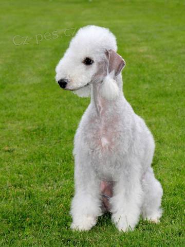 Bedlington teri�r