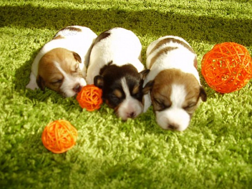 Jack Russell terier �t���tka s PP