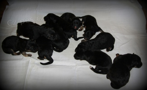 N�meck� ov��k