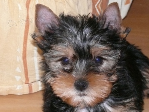 Jork��rsk� terier