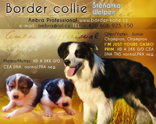 Zad�me �t���tka border kolie 