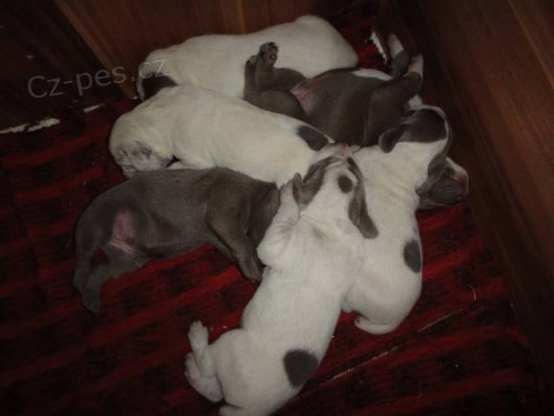 Slovensk� Hrubosrst� Stava�