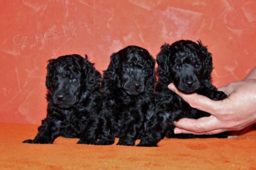 Pudl toy a trpasli�� �ern� s PP - kluci