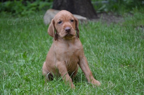 Ma�arsk� oha� - fenka 