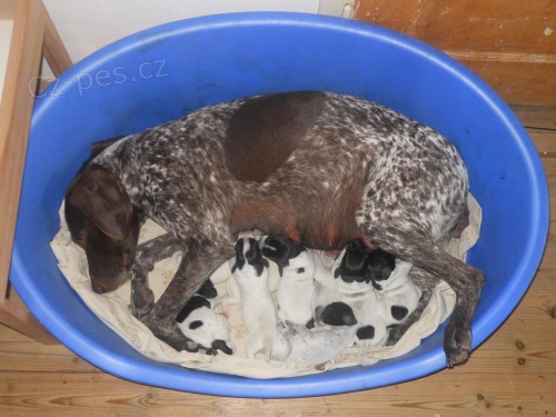 N�meck� oha� kr�tkosrst� - �t��ata