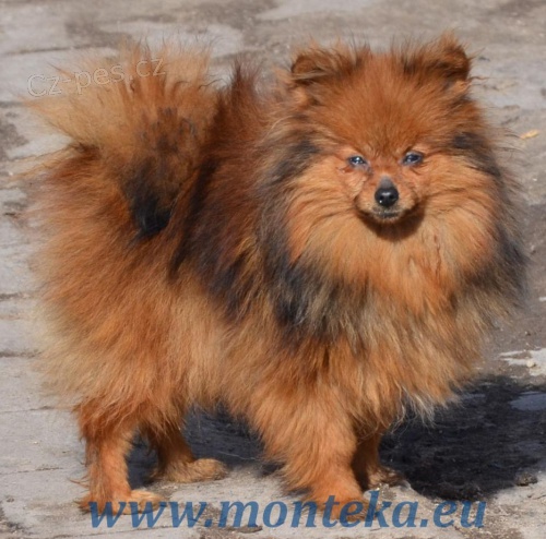 n�meck� �pic trpasli�� 