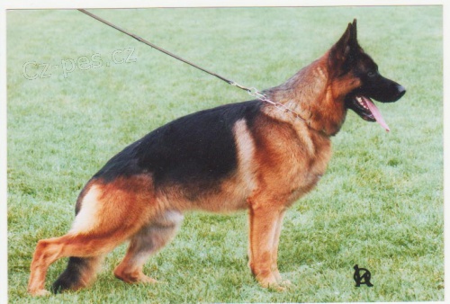 N�meck� ov��k - prod�m �t��ata