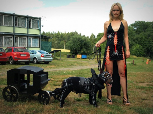 V�cvikov� t�bor pro Bulteriery