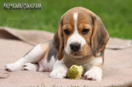 Beagle �t��ata s PP