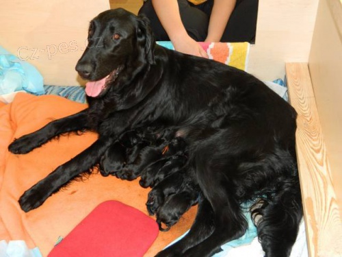Flat coated retriever �t���tka