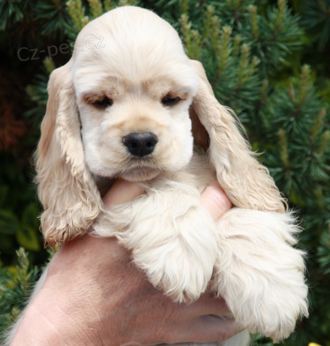 americk� kokr�pan�l