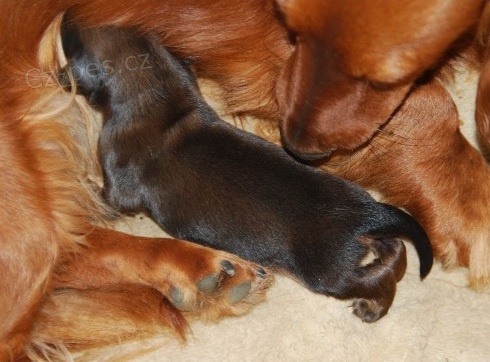 Jezev��k dlouhosrst� standard