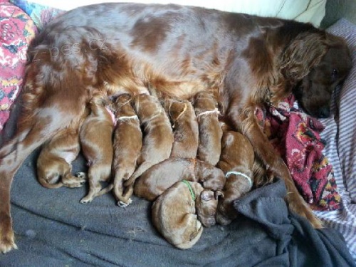 Nab�z�m �istokrevn� �t���tka IS bez PP