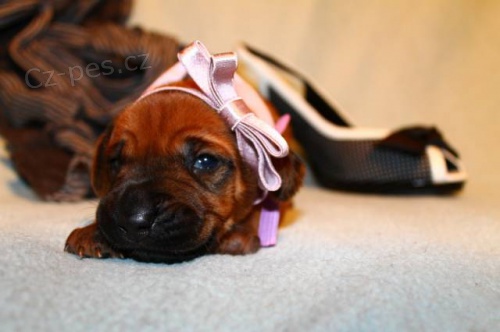 �teniatka ridgebacka s PP z exkluz�vneho vrhu