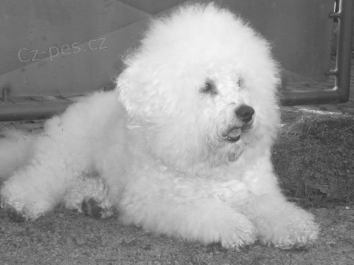 Bi�onek ke kryt�